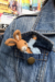 Conejito de Bolsillo Amigurumi Patrón gratis (2)
