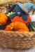Salem En La Calabaza Amigurumi Patrón Gratis (1)